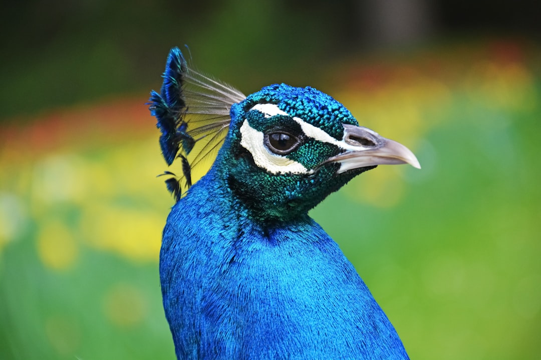 blue peacock in close up photography