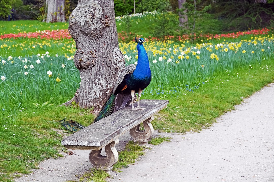 blue peacock on brown wooden bench