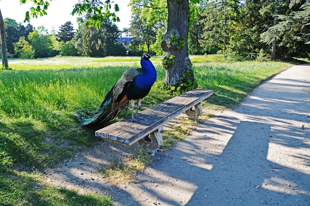 blue peacock on brown wooden bench during daytime