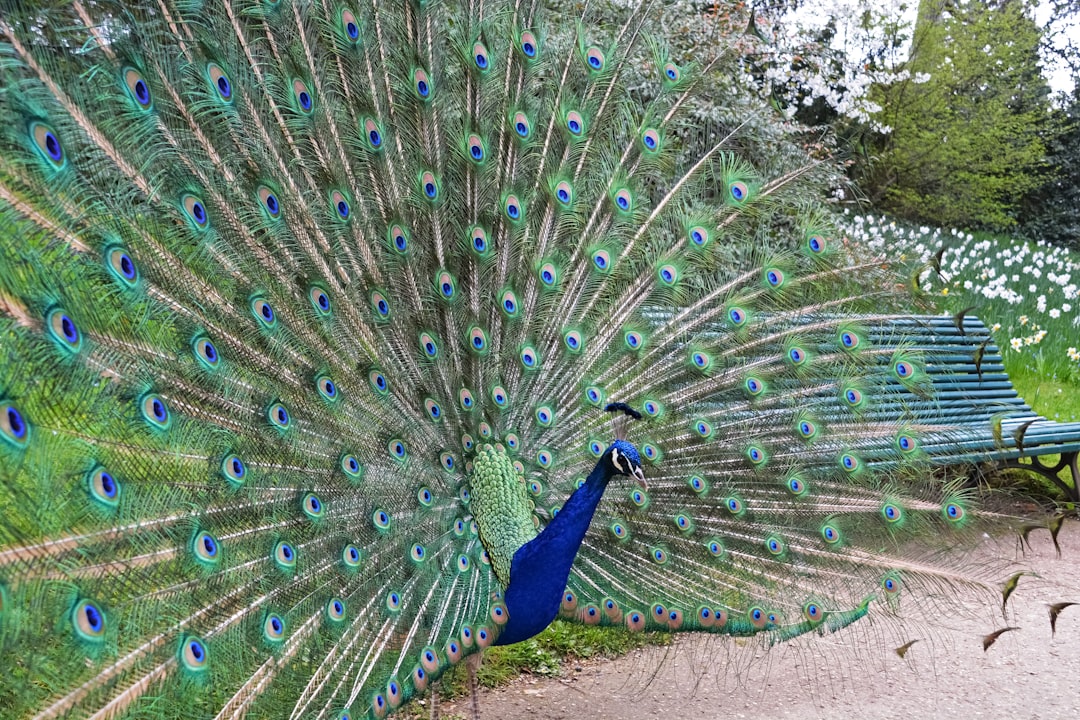 blue peacock on green grass field during daytime