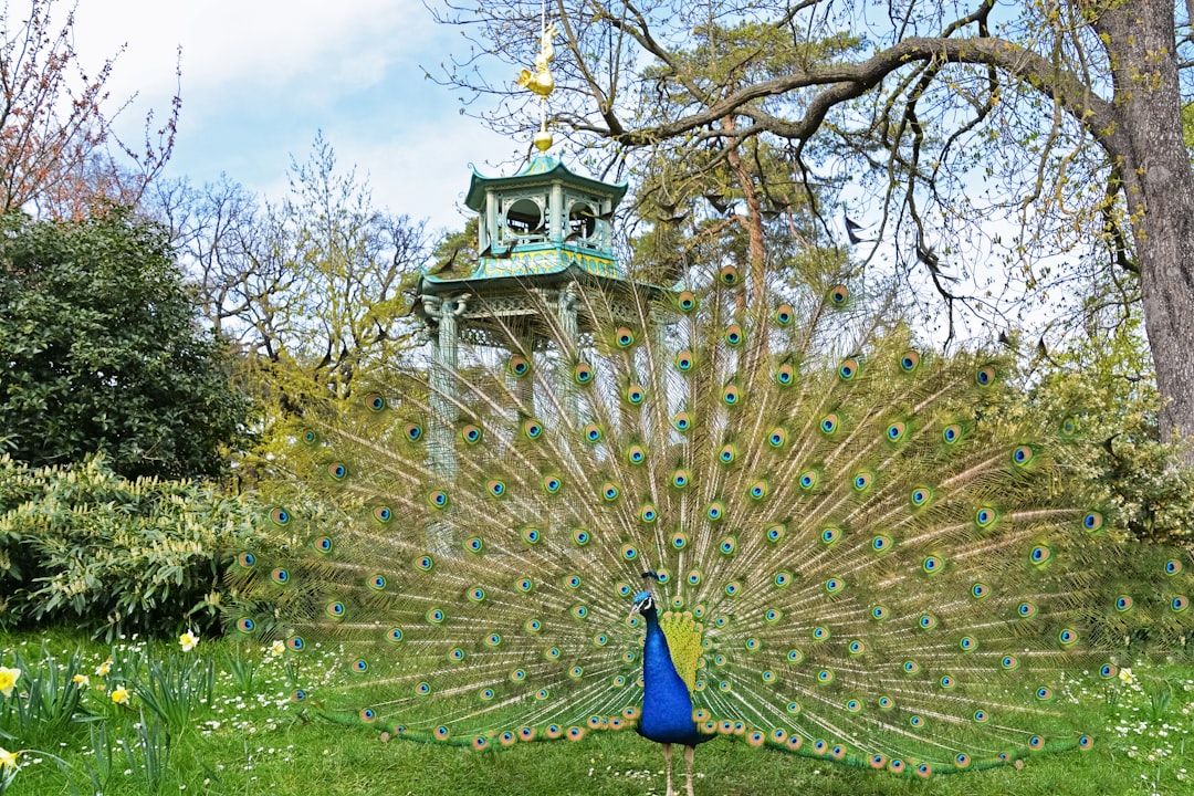 blue and green peacock on green grass field under blue sky during daytime