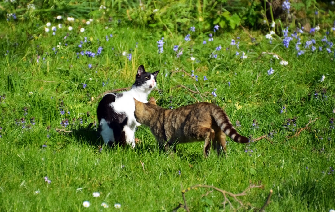 brown and white cat on green grass field during daytime