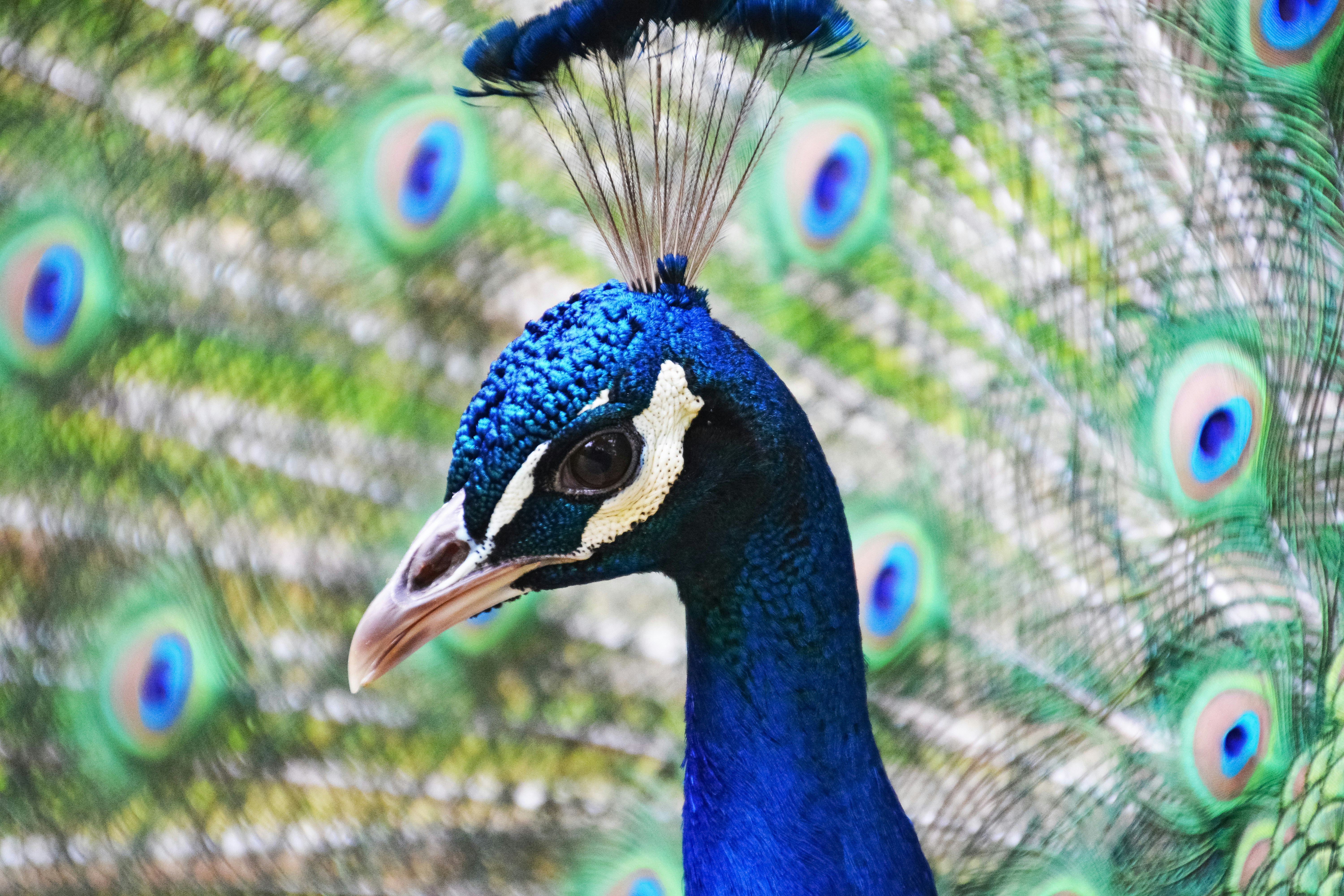 blue peacock in close up photography