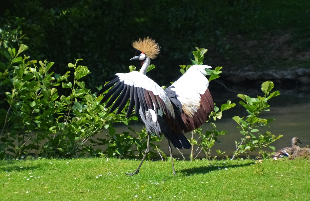 white and brown bird on green grass during daytime