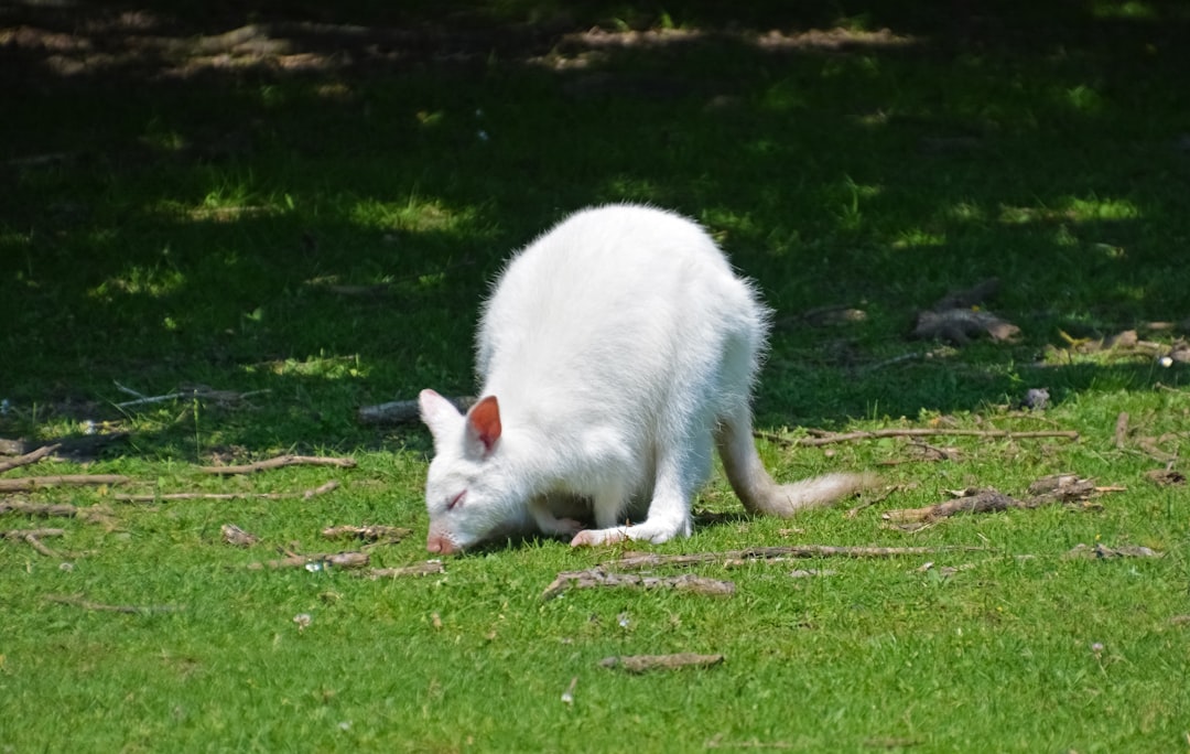 white cat walking on green grass during daytime