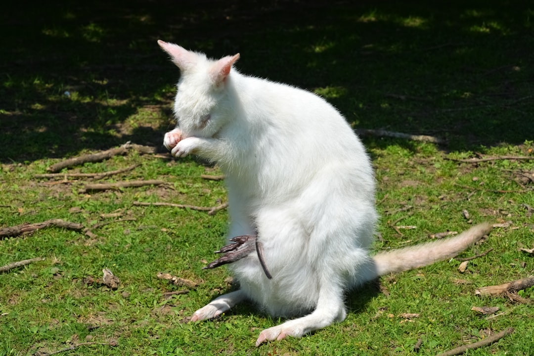 white short coated animal on green grass during daytime