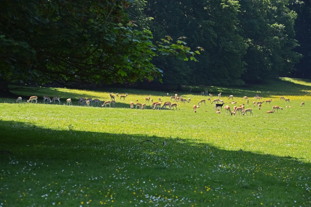 flock of white birds on green grass field during daytime