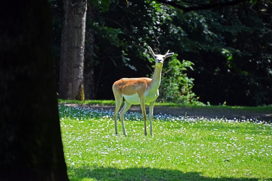 brown deer on green grass field during daytime