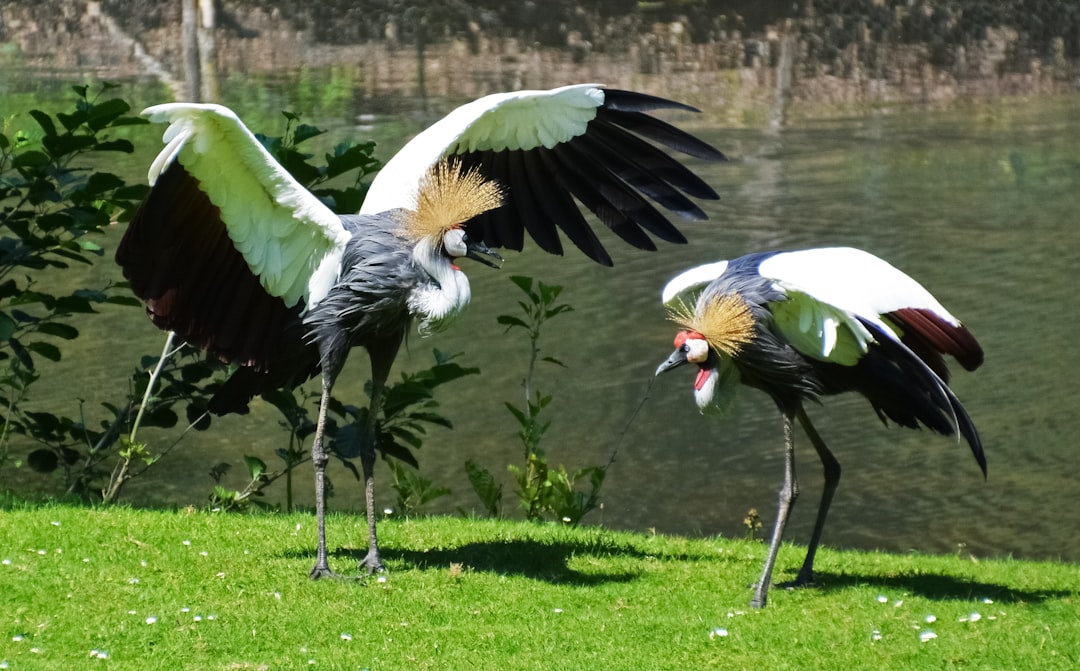 two black and white birds on green grass field during daytime