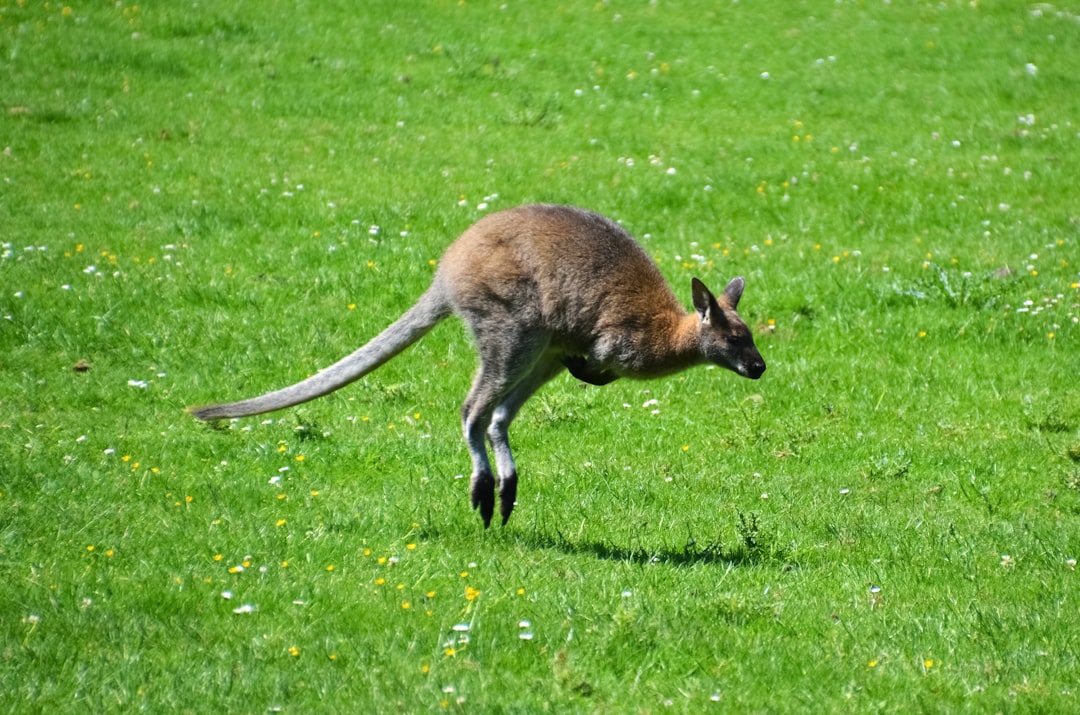 brown kangaroo on green grass field during daytime