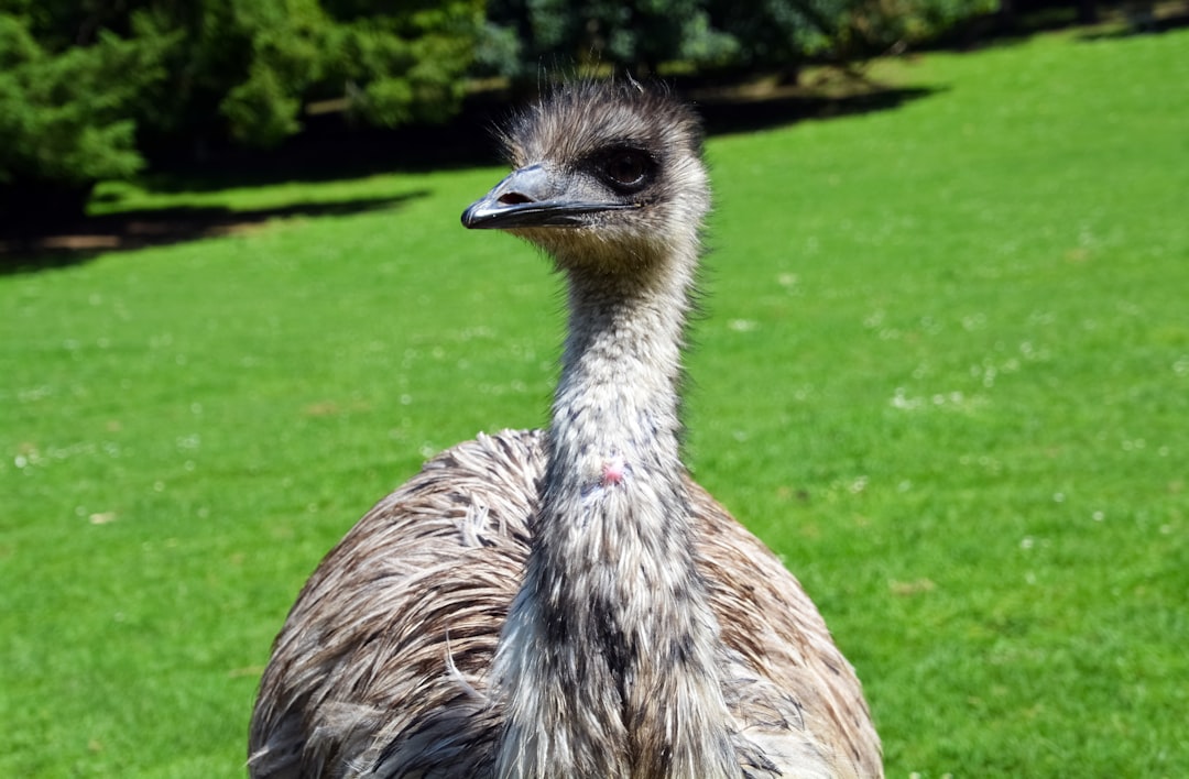 black and white ostrich on green grass field during daytime