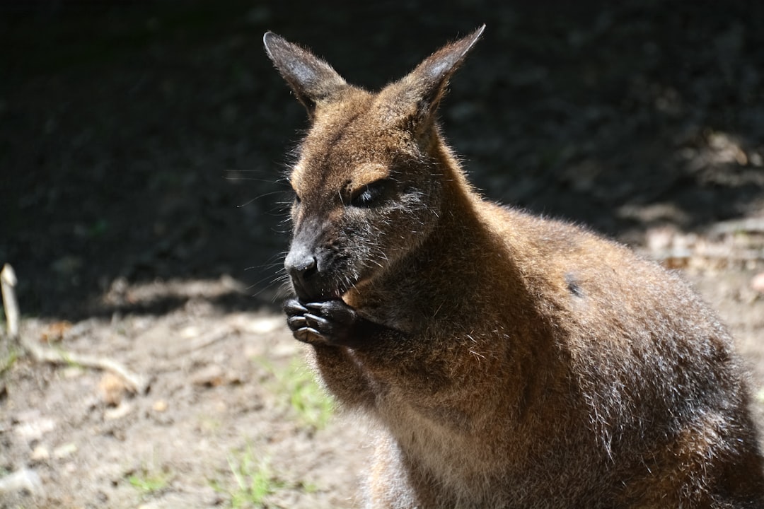 brown kangaroo on gray soil