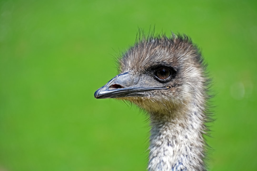 brown ostrich head in tilt shift lens