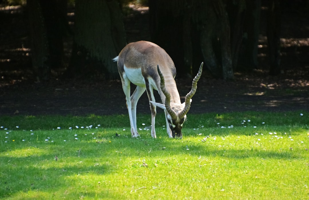 brown and white deer on green grass field during daytime