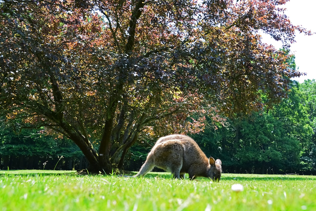 brown and white kangaroo lying on green grass field during daytime