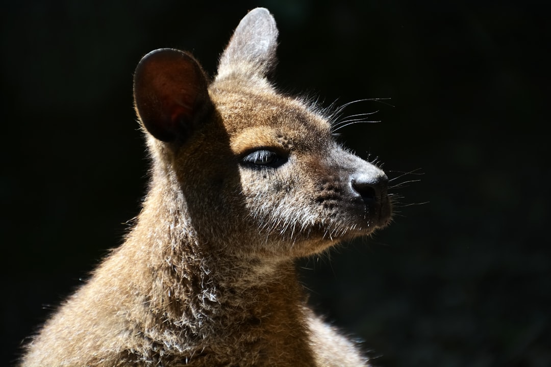 brown and black kangaroo in close up photography
