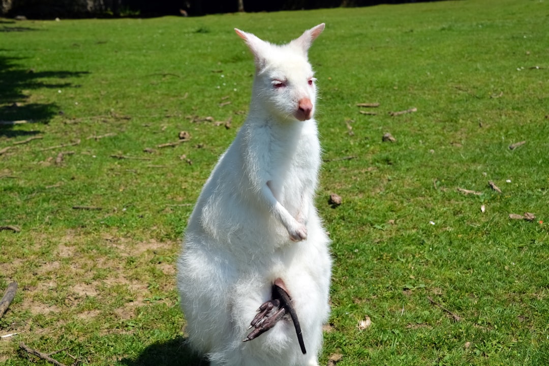 white cat on green grass field during daytime