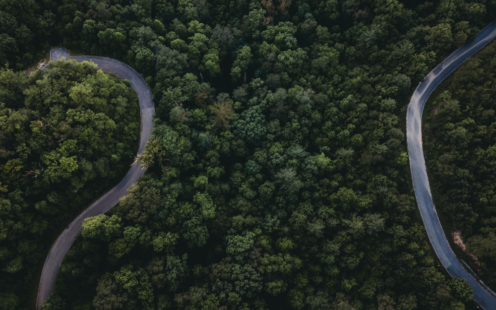 Vue aérienne d’arbres verts pendant la journée