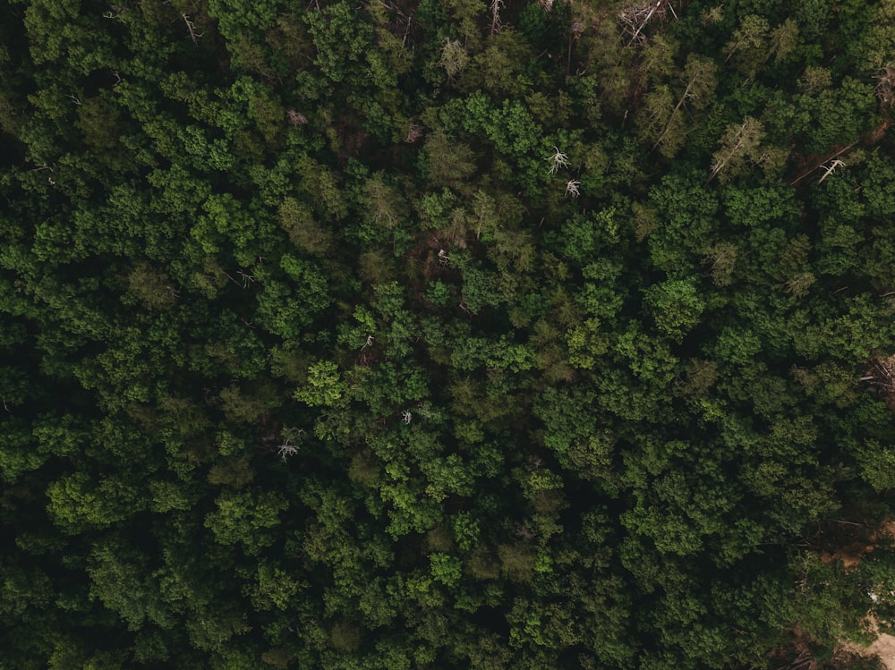 green trees on forest during daytime