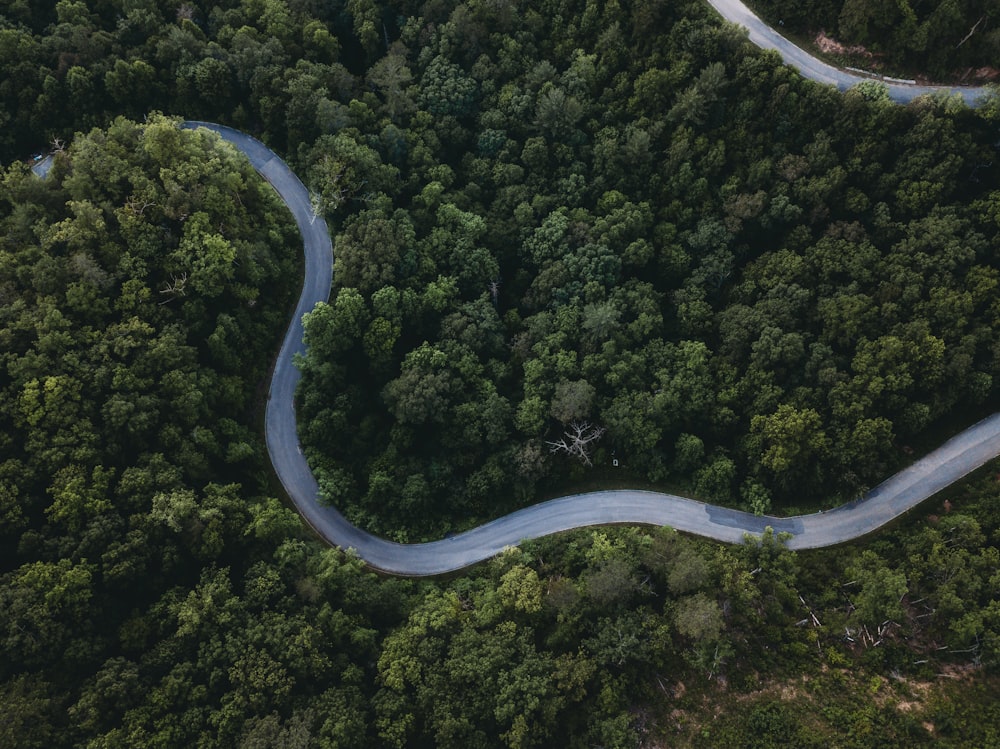 Vue aérienne de la forêt verte