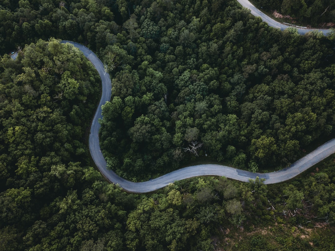 aerial view of green forest, winding forest road