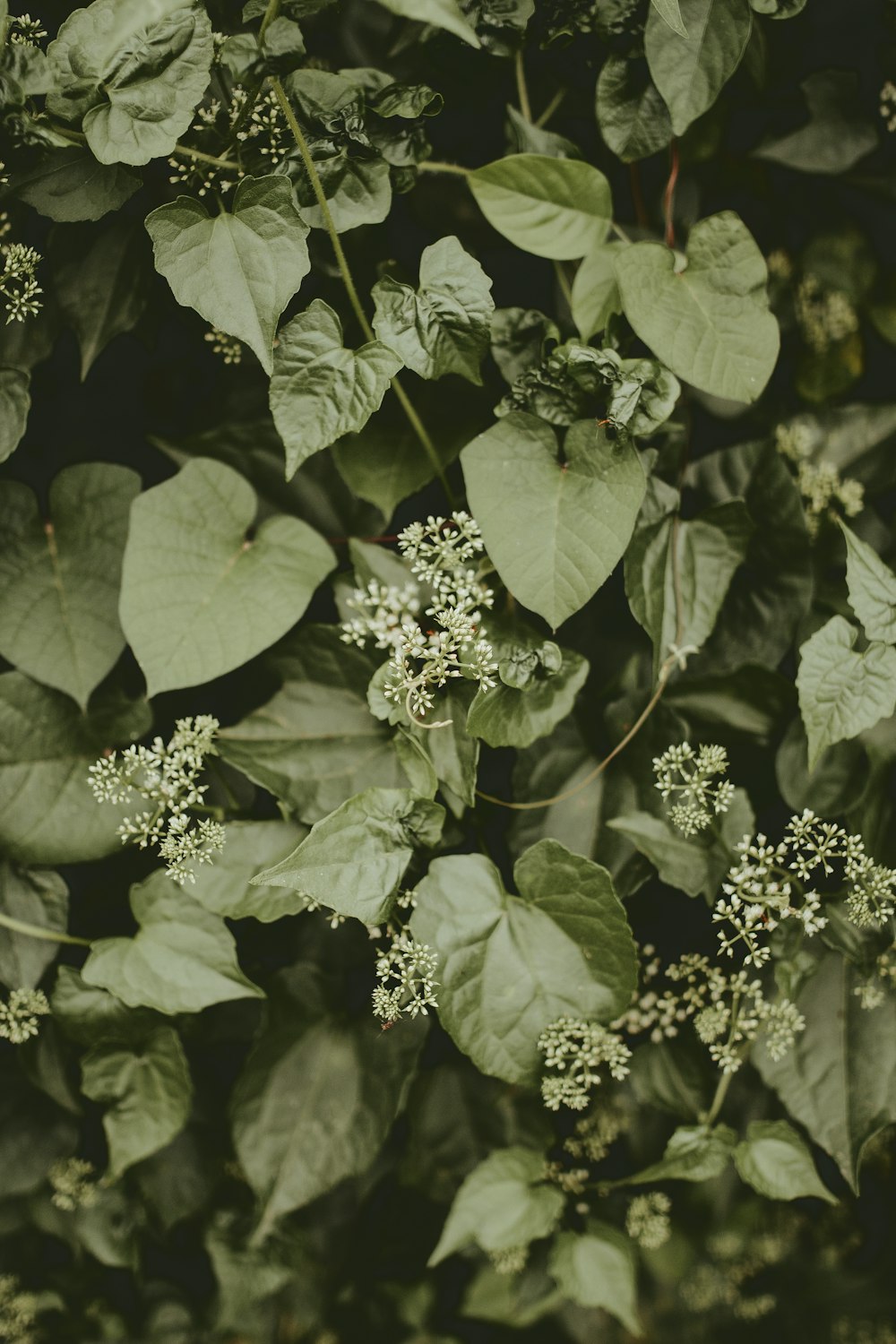 white flowers with green leaves