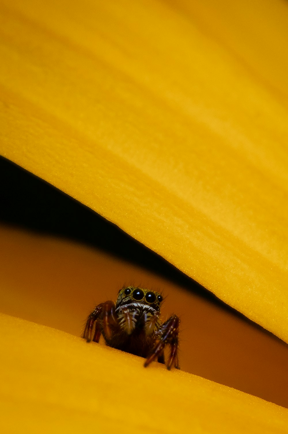 brown spider on yellow textile