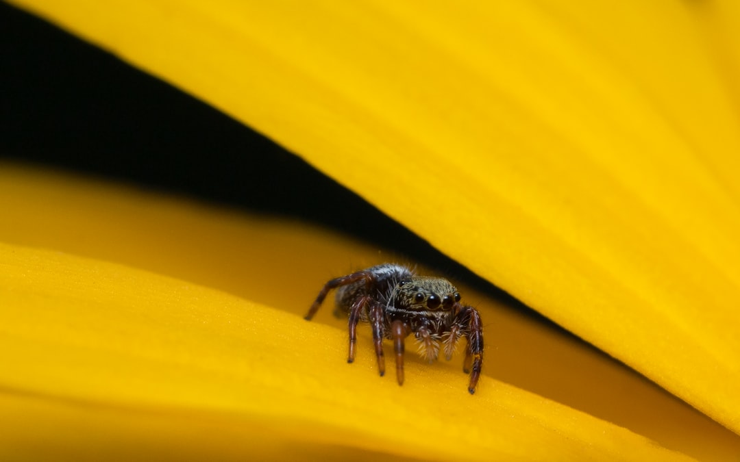 brown and black spider on yellow surface