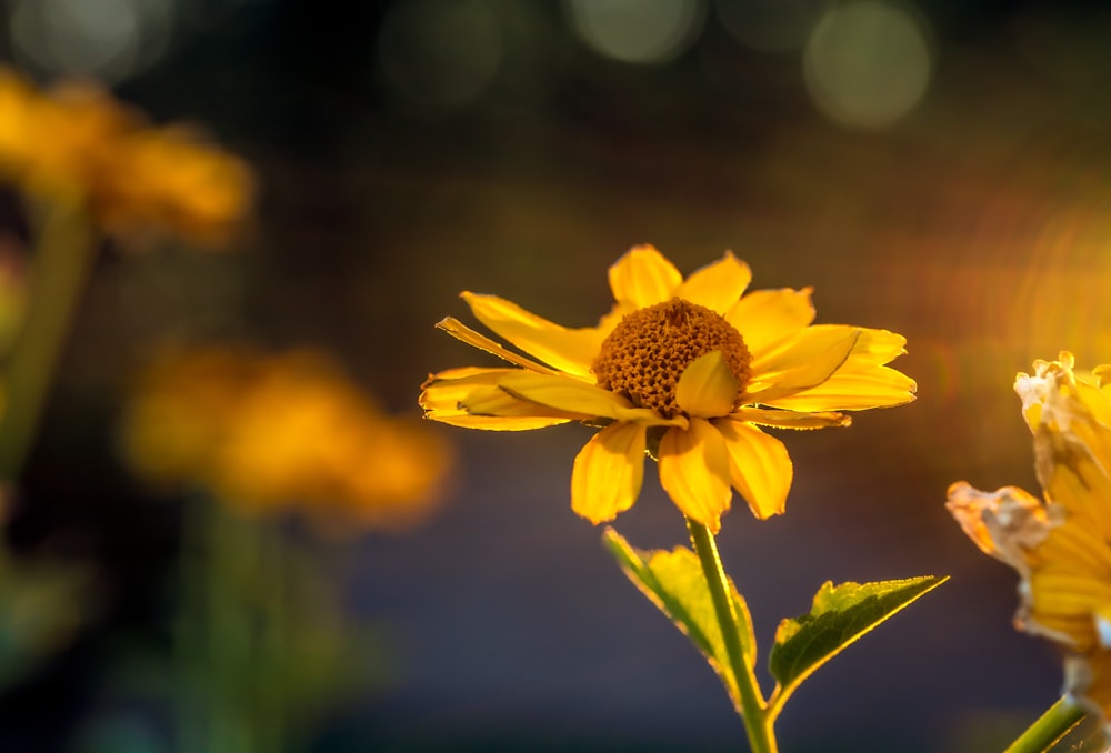 yellow flower in tilt shift lens