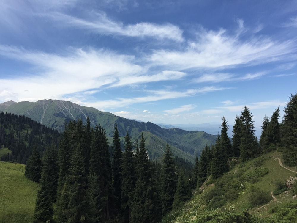 green pine trees on mountain under blue sky during daytime