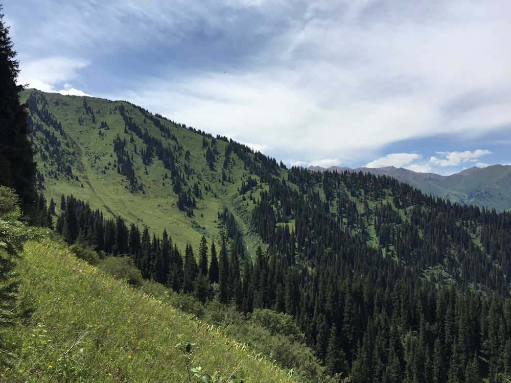 green trees on mountain under white clouds and blue sky during daytime