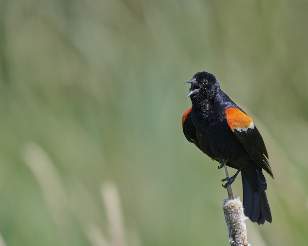 pássaro preto e laranja no galho marrom da árvore durante o dia