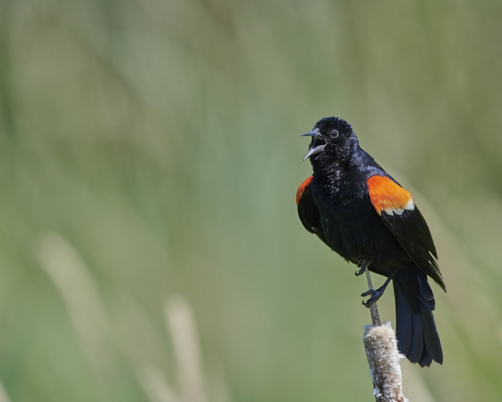 black and orange bird on brown tree branch during daytime