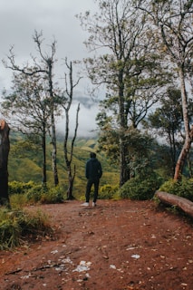 A traveler standing on a misty rainforest trail surrounded by towering green trees
