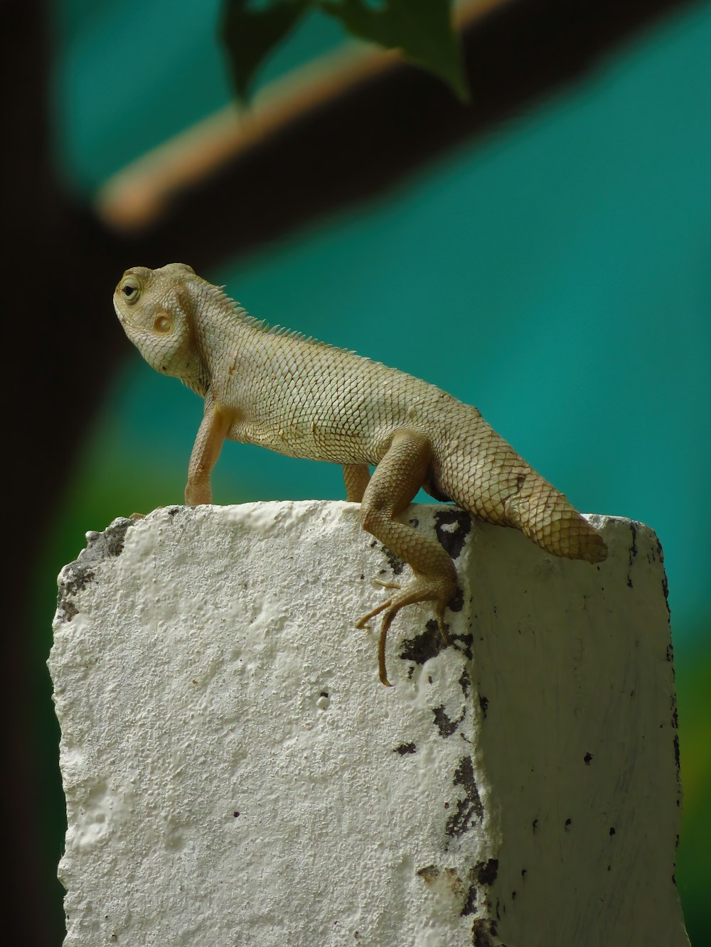 brown lizard on white concrete wall