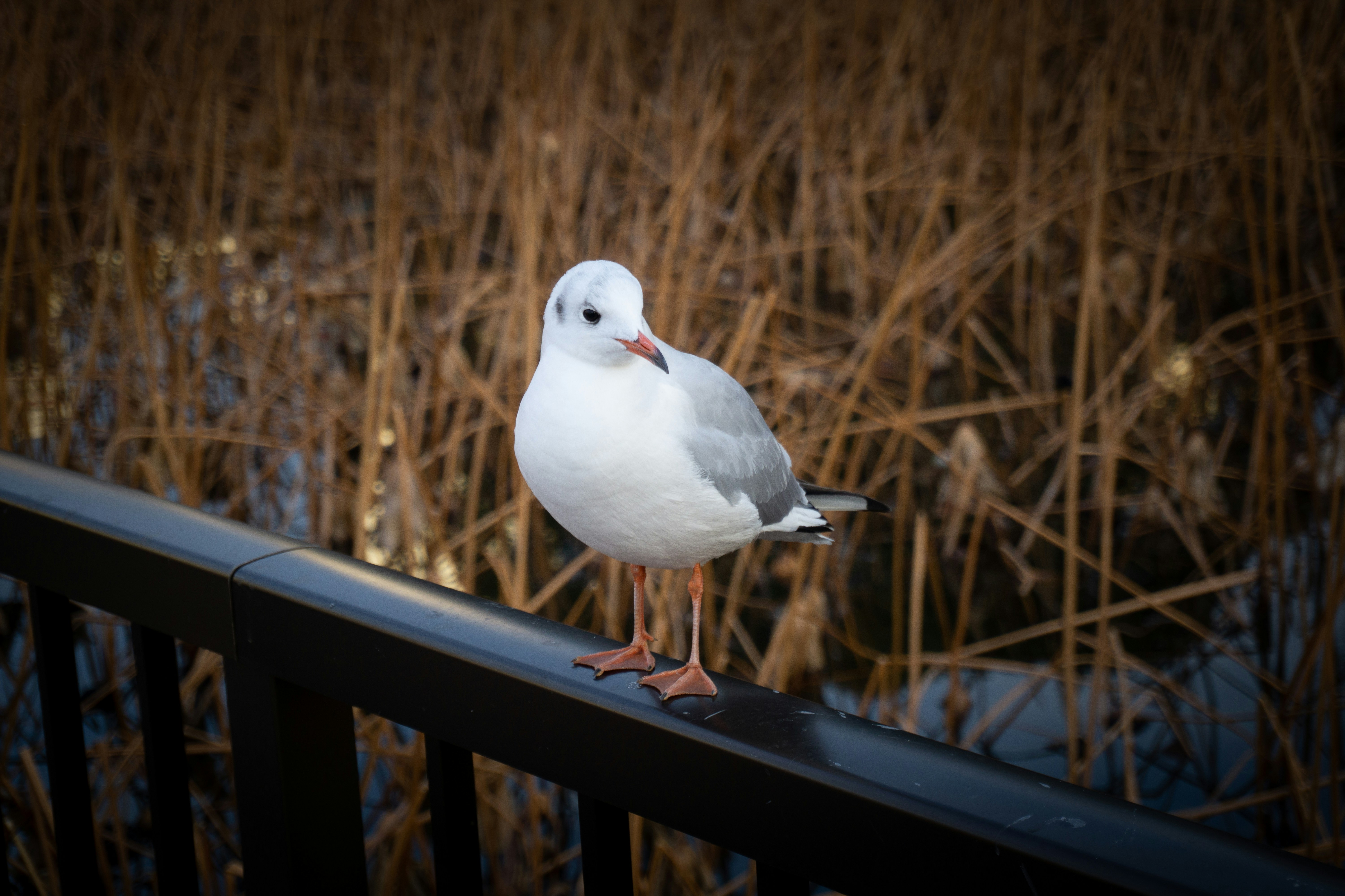 Photo by sgnmsong