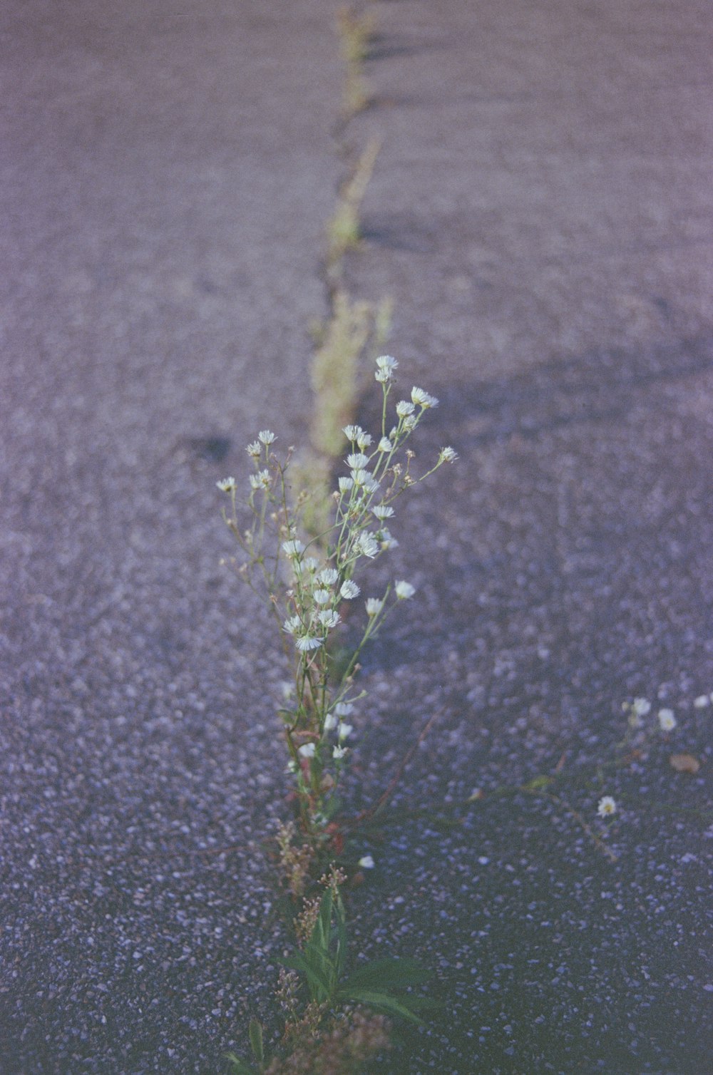 green plant on black soil