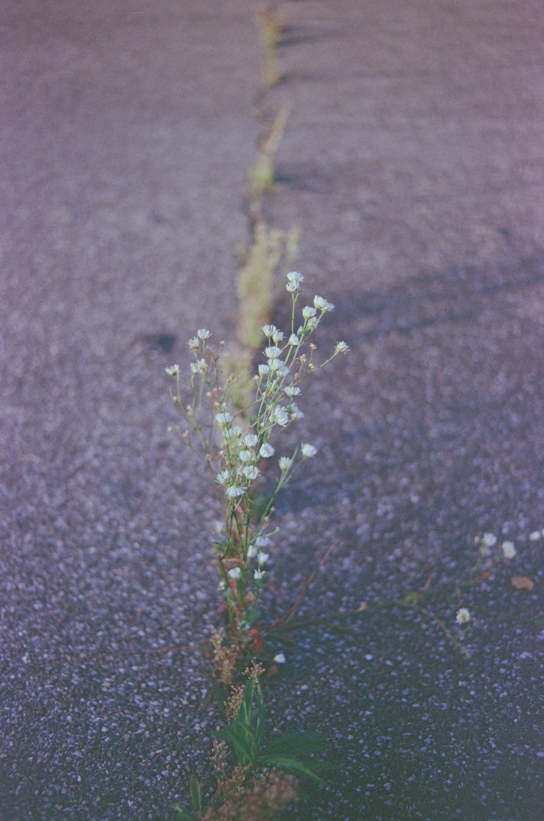 green plant on black soil