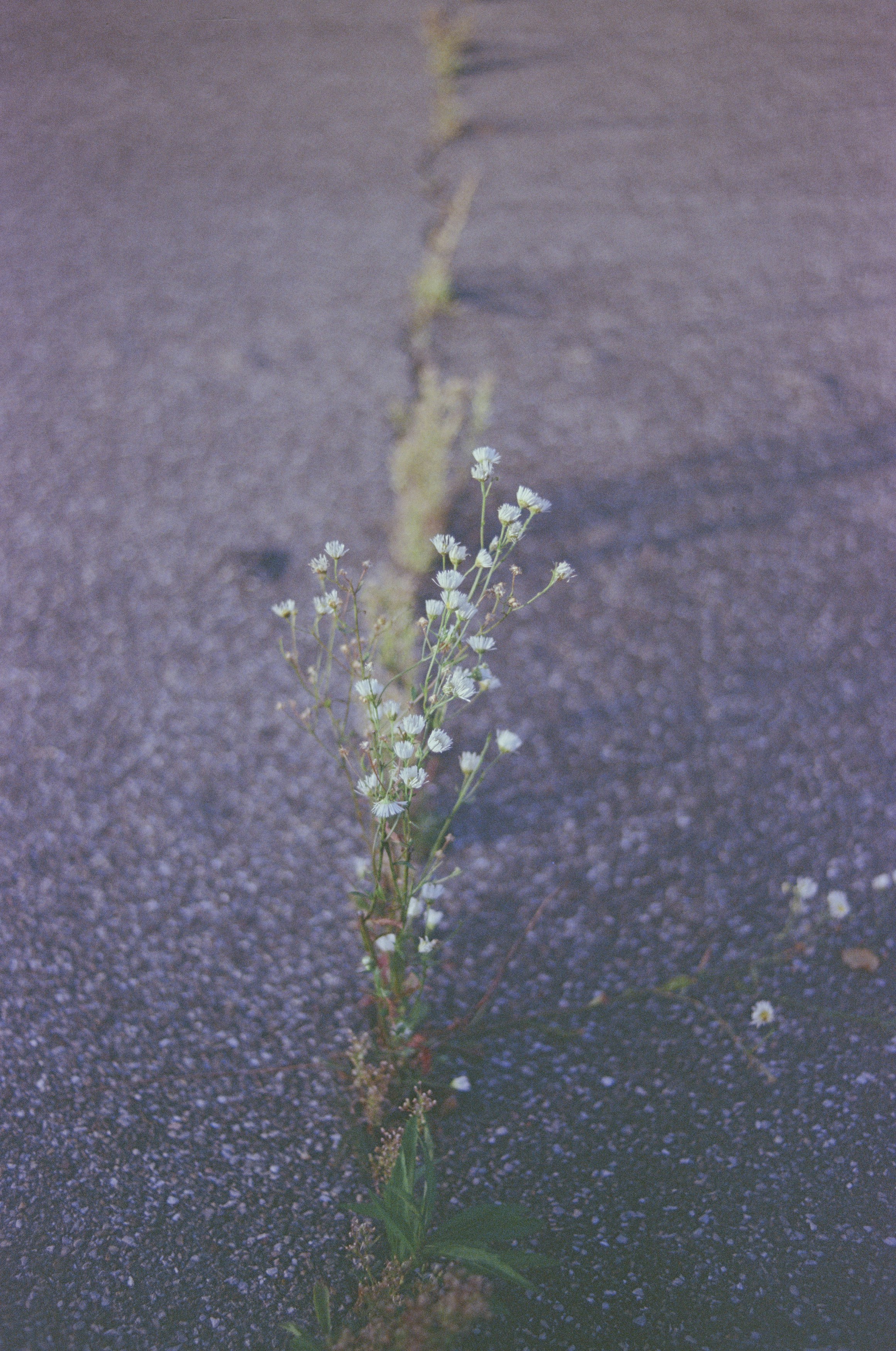 Nature wins. Leica R7 (1994), Summicron-R 2.0 35mm (1978). Hi-Res analog scan by www.totallyinfocus.com - Kodak Elite Chrome 100 (expired 2001)