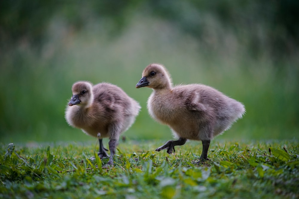 two brown ducklings on green grass during daytime