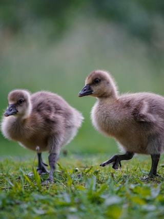 two brown ducklings on green grass during daytime