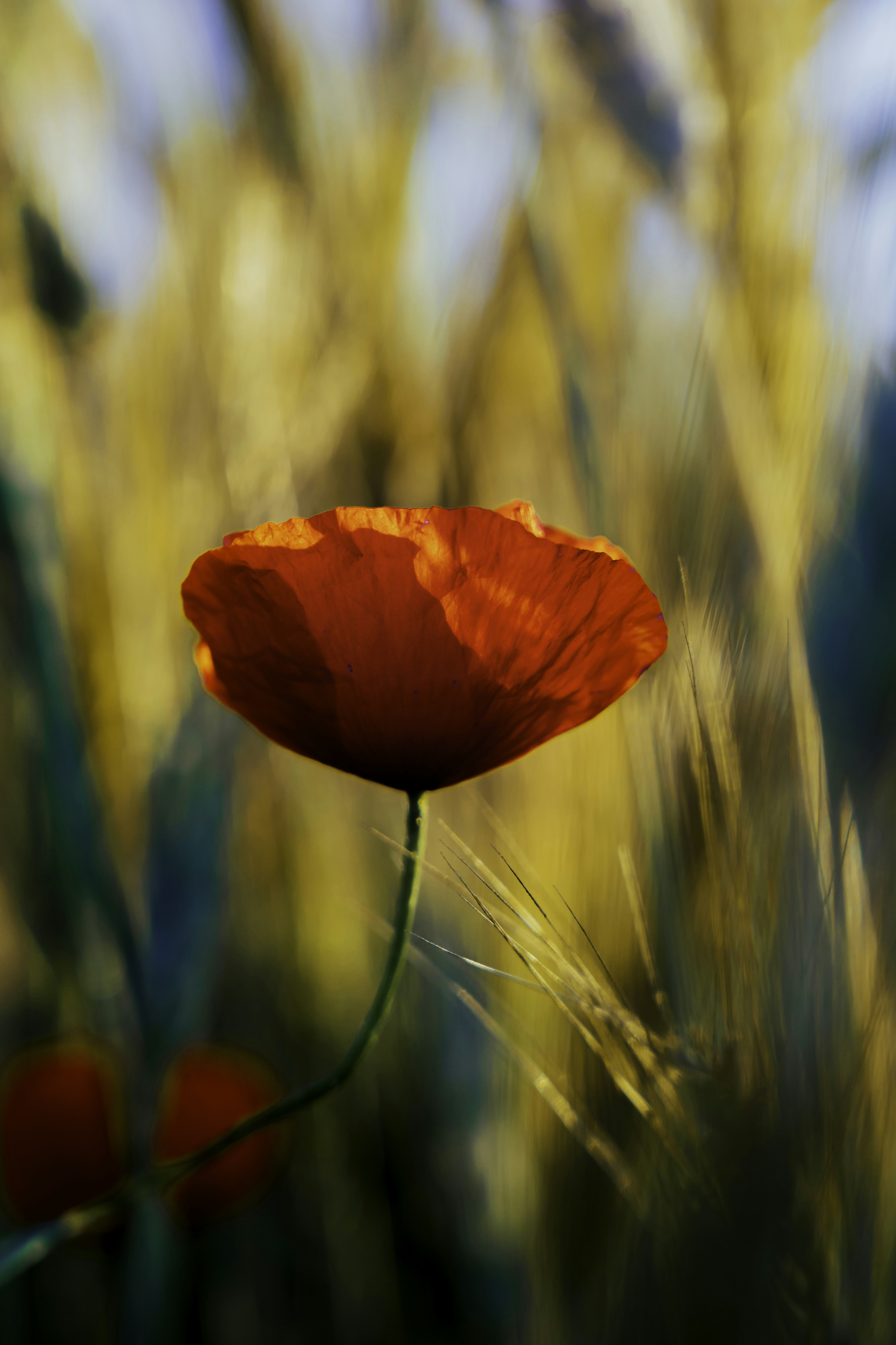 Photo by radek_blackseven