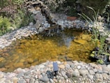 A small pond surrounded by natural stones and blooming water plants.