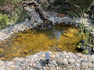 A small serene pond surrounded by smooth rocks of varying sizes. Plants are present around the pond, with tall grasses and other greenery contributing to a natural look. Water cascades gently over rocks into the pond, which has clear water revealing the stones beneath.