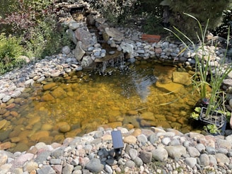 A serene ornamental pond with clear water, aquatic plants, and decorative stones.