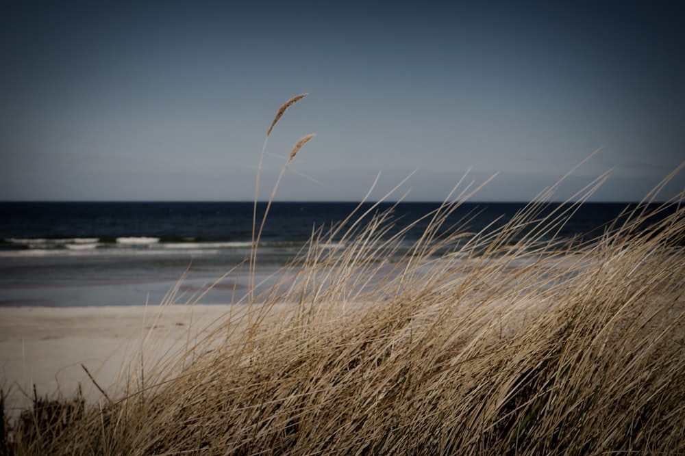 brown grass near body of water during daytime