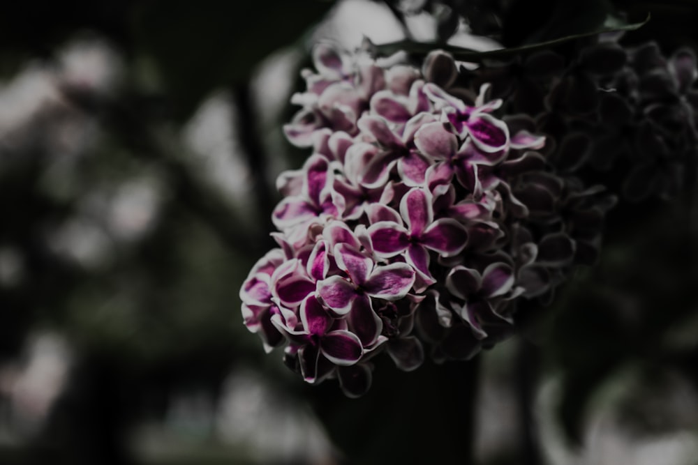 purple flowers in tilt shift lens