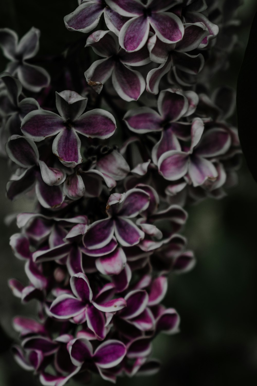 purple and white flower in close up photography