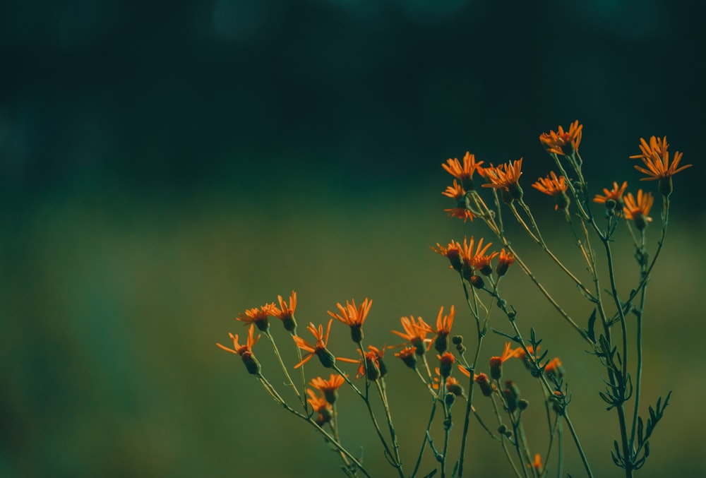 brown and yellow flowers in tilt shift lens