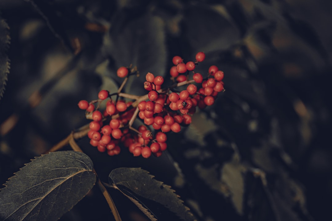 red round fruits on green leaves